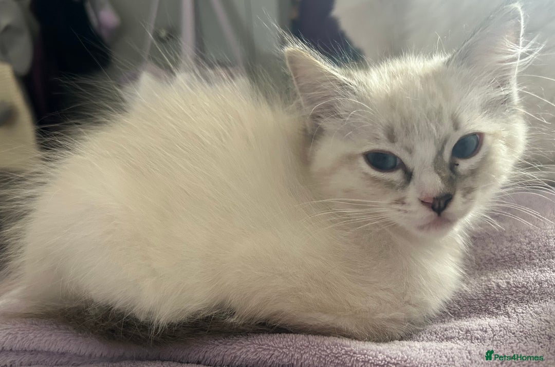 Ragdoll cats for sale: 😻 2 HANDSOME 11 WEEK OLD MALE RAGDOLL KITTENS 😻 - Image 8