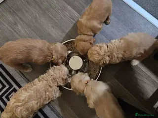 Cockapoo dogs 3 Female / 2 Male Cockapoo puppies - Advert 1