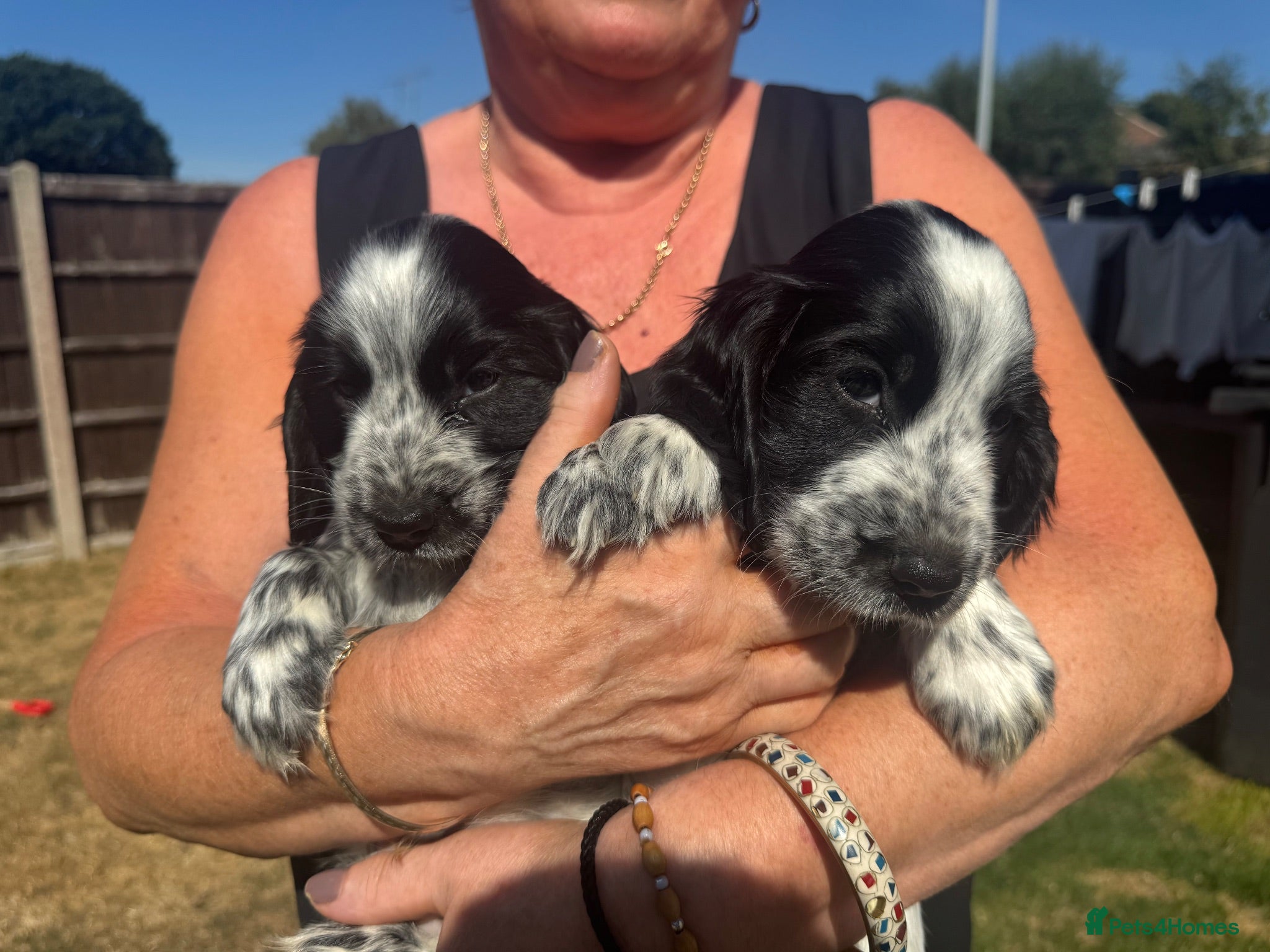 Cocker Spaniel dogs 2 Beautiful Cocker Spaniel Puppies for Sale - Advert 2
