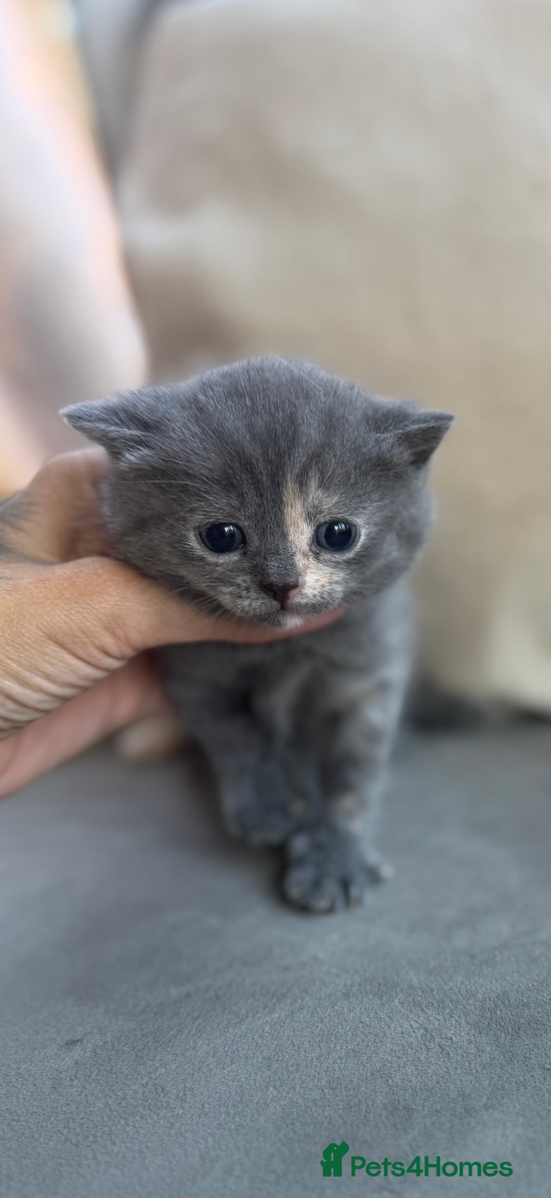 British Shorthair cats for sale: Blue tortie girl  - Image 2