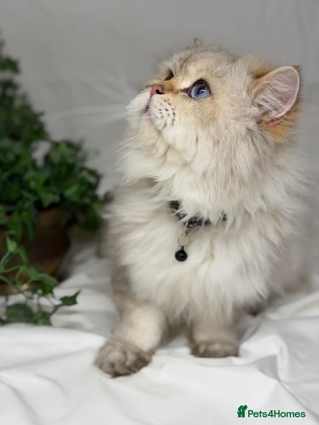 British Shorthair cats for stud: British shorthair Golden lovely stud boy GCCF - Advert 25