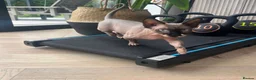 Sphynx cats for sale: Spynx female cat  - Advert 3