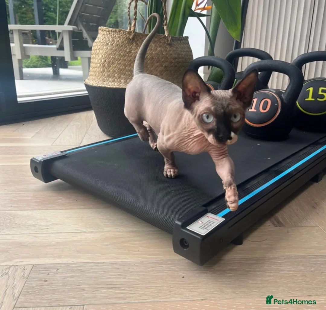 Sphynx cats for sale: Spynx female cat  - Advert 3