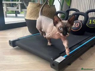 Sphynx cats Spynx female cat - Advert 2