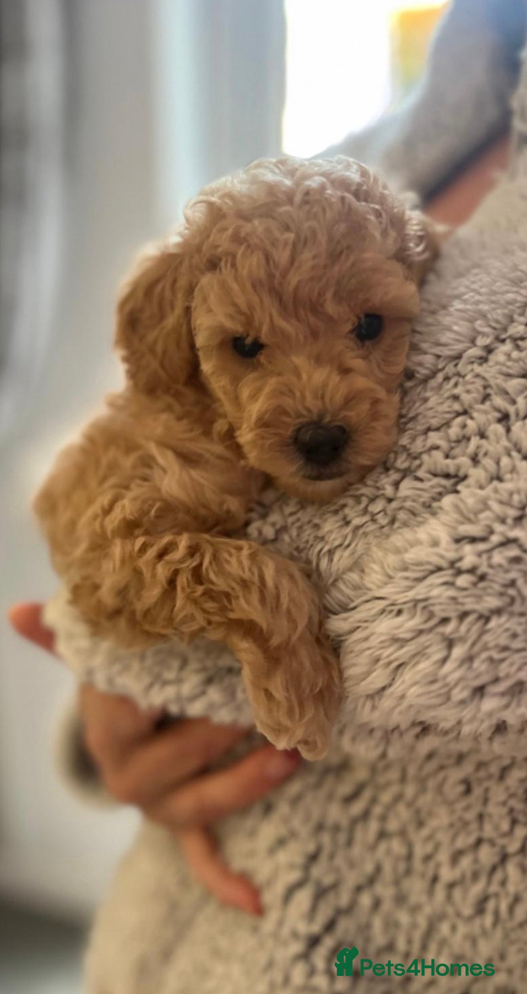 Toy Poodle dogs for sale: KC Registered Toy Poodle Treasures  - Image 15