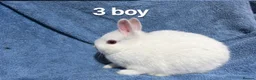 Netherland Dwarf rabbits for sale: Dwarf Netherland rabbits  - Advert 4
