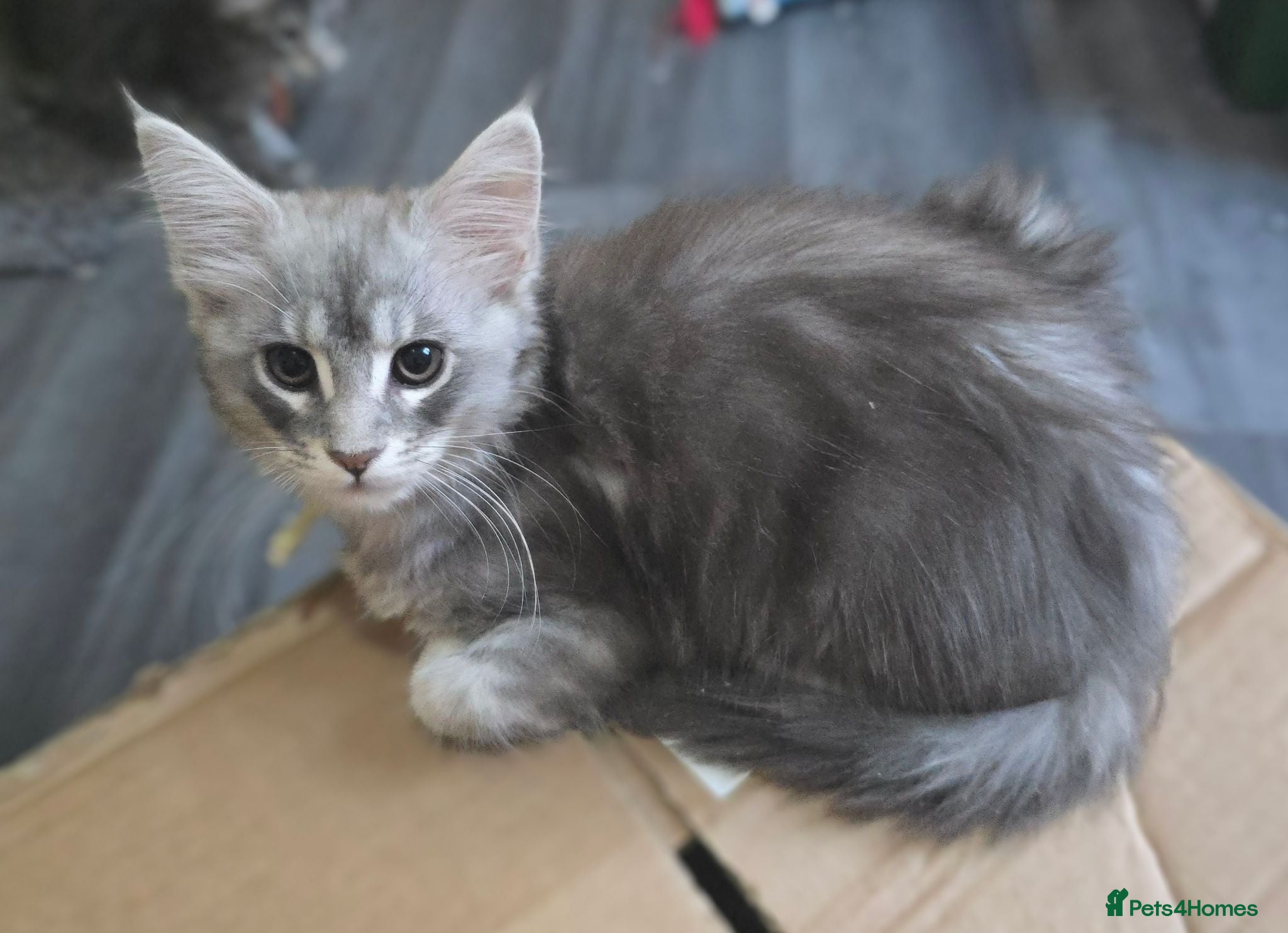 Maine Coon cats REDUCED Maine Coons Shaded Shell Silver - Advert 1