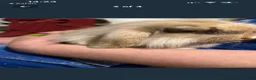 Mini Lion Lop rabbits for sale: Lion lop bunny  - Advert 2