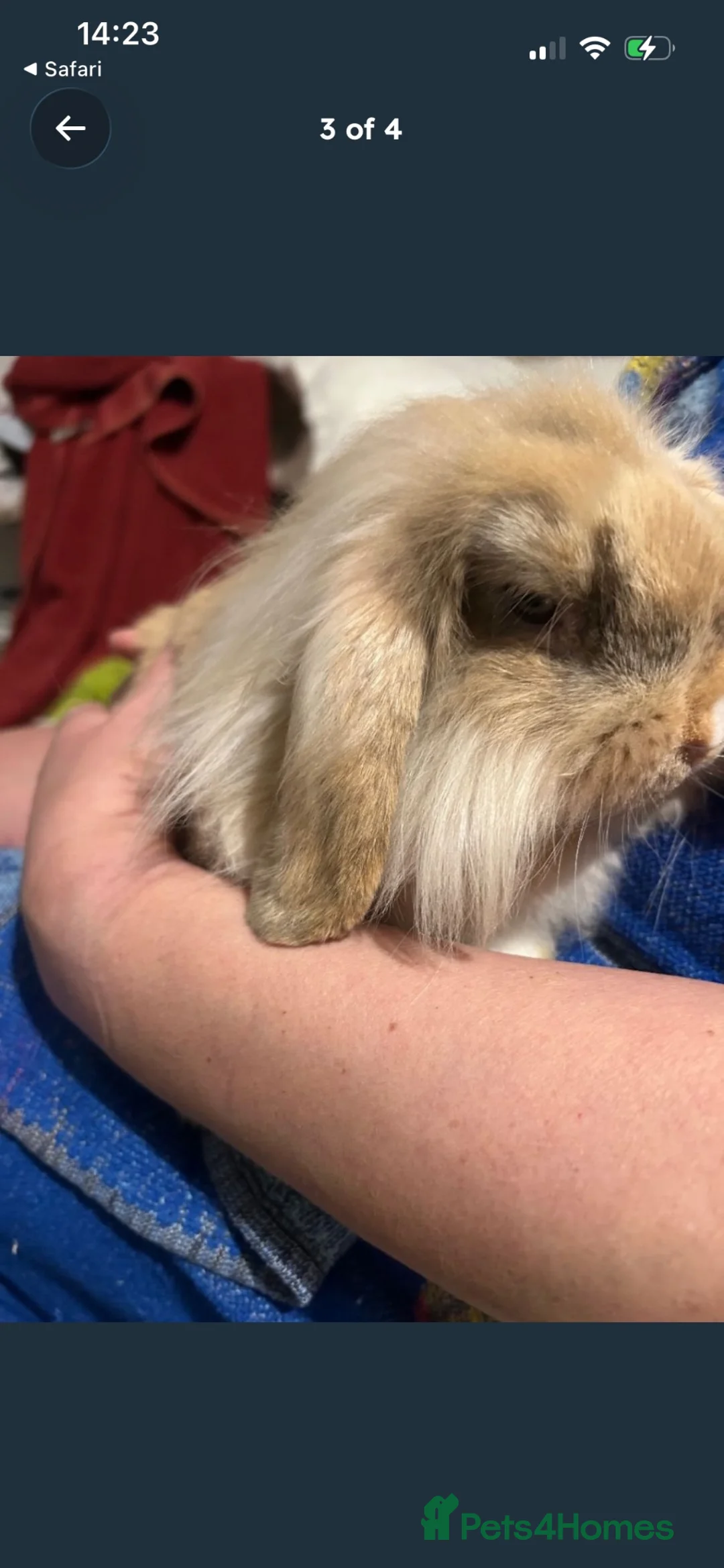 Mini Lion Lop rabbits for sale: Lion lop bunny  - Advert 2