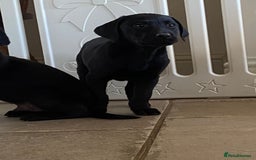 Labrador Retriever dogs for sale: 3 black labrador puppies  - Image 16