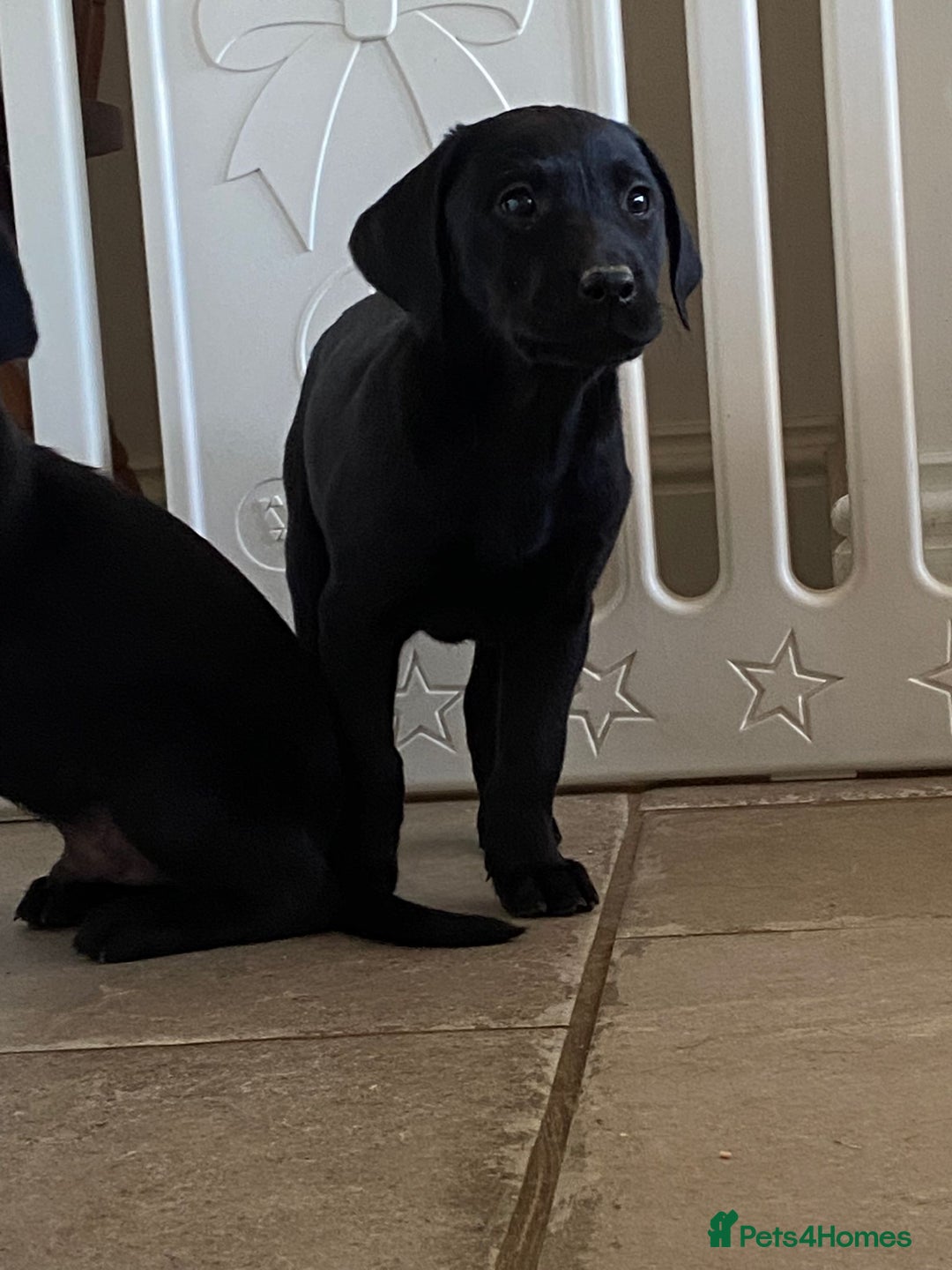 Labrador Retriever dogs for sale: 3 black labrador puppies  - Image 16
