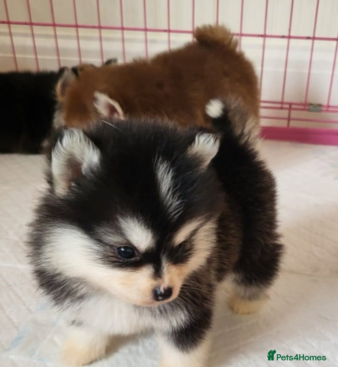 Pomsky dogs for sale:  toy size multi-generational pomsky puppies  - Image 21