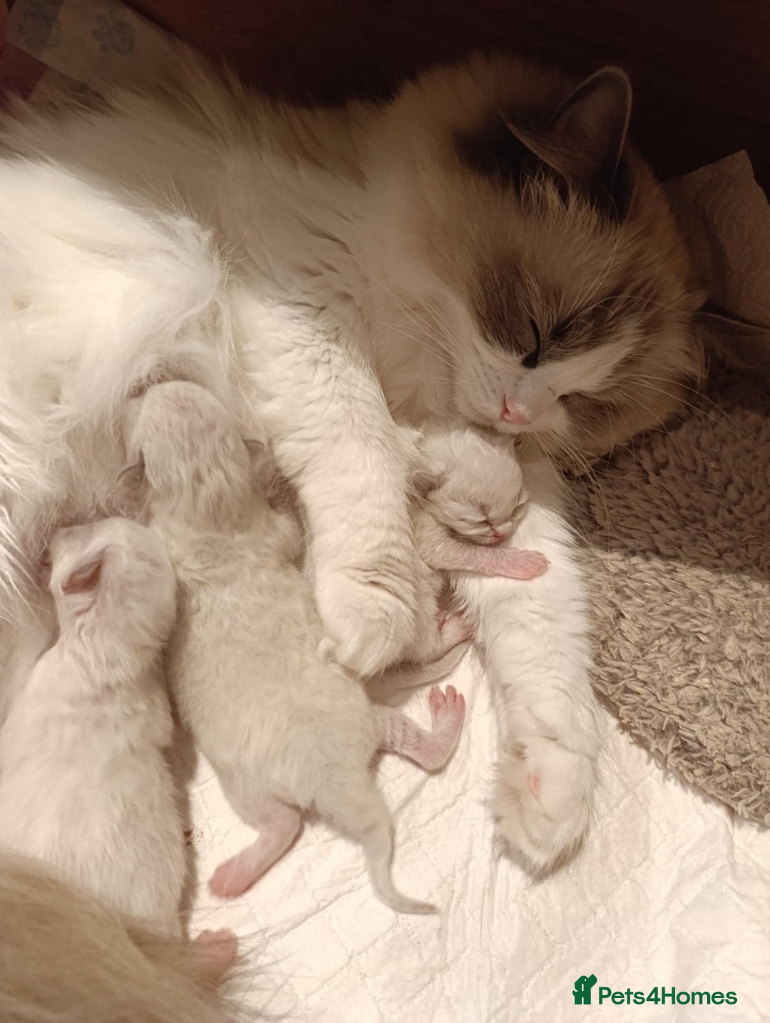 Ragdoll cats for sale: Beautiful GCCF Registered kittens - Advert 5
