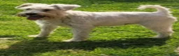 Miniature Schnauzer dogs for sale: Cutest miniature schnauzer puppies  - Advert 8