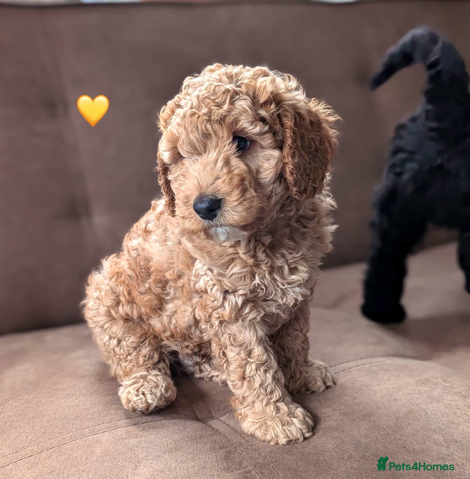 Australian Labradoodle dogs Multi-Gen Australian Labradoodle Pups - WALA Line - Advert 6