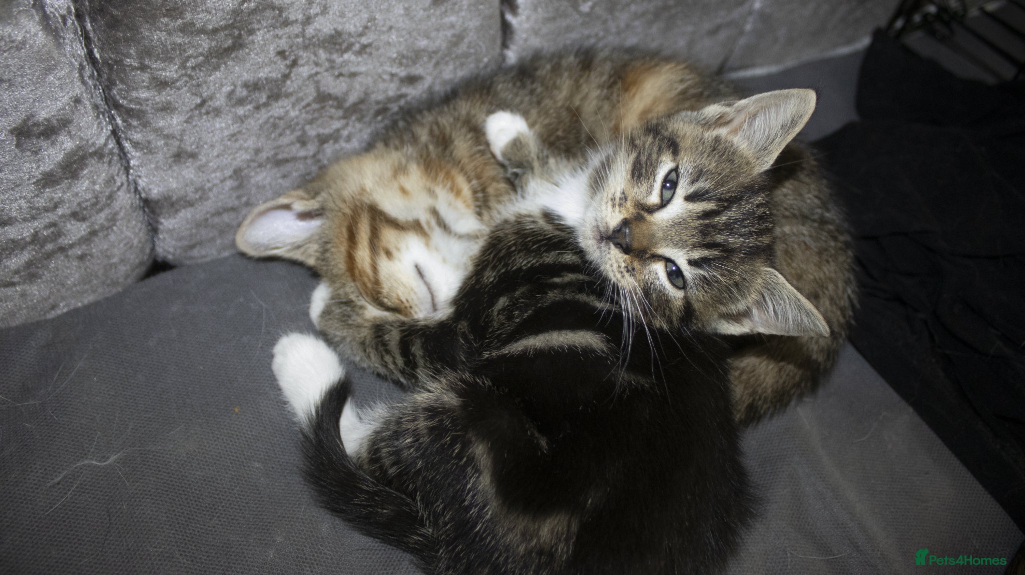 Mixed Breed cats for sale: 5 beautiful mixed breed kittens for sale. - Advert 14