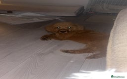 Labradoodle dogs for sale: Beautiful F1b Red Miniature Labradoodle  - Image 3