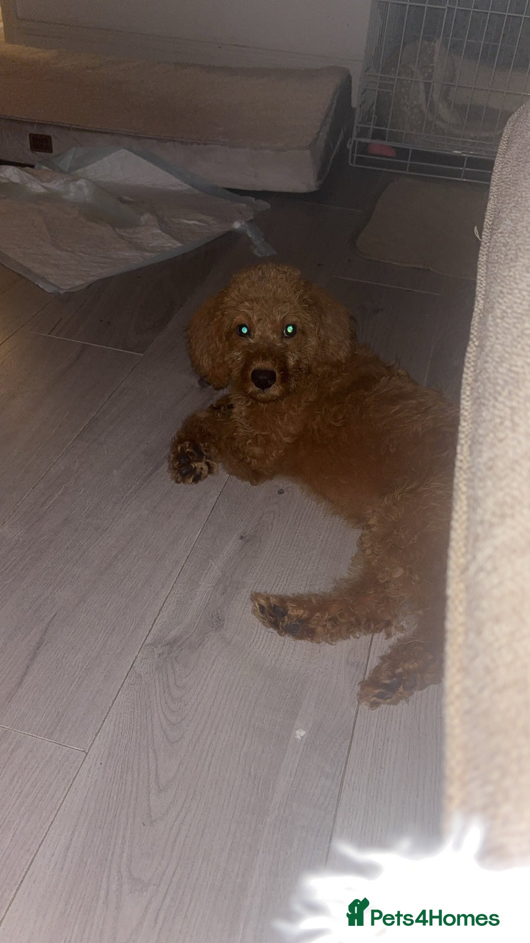 Labradoodle dogs for sale: Beautiful F1b Red Miniature Labradoodle  - Image 3