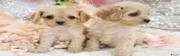 Cavapoo dogs for sale: Health Tested Cavapoo Puppies - Advert 24