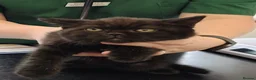 British Shorthair cats for sale: GCCF Registered British Shorthair Kittens Black  - Advert 5