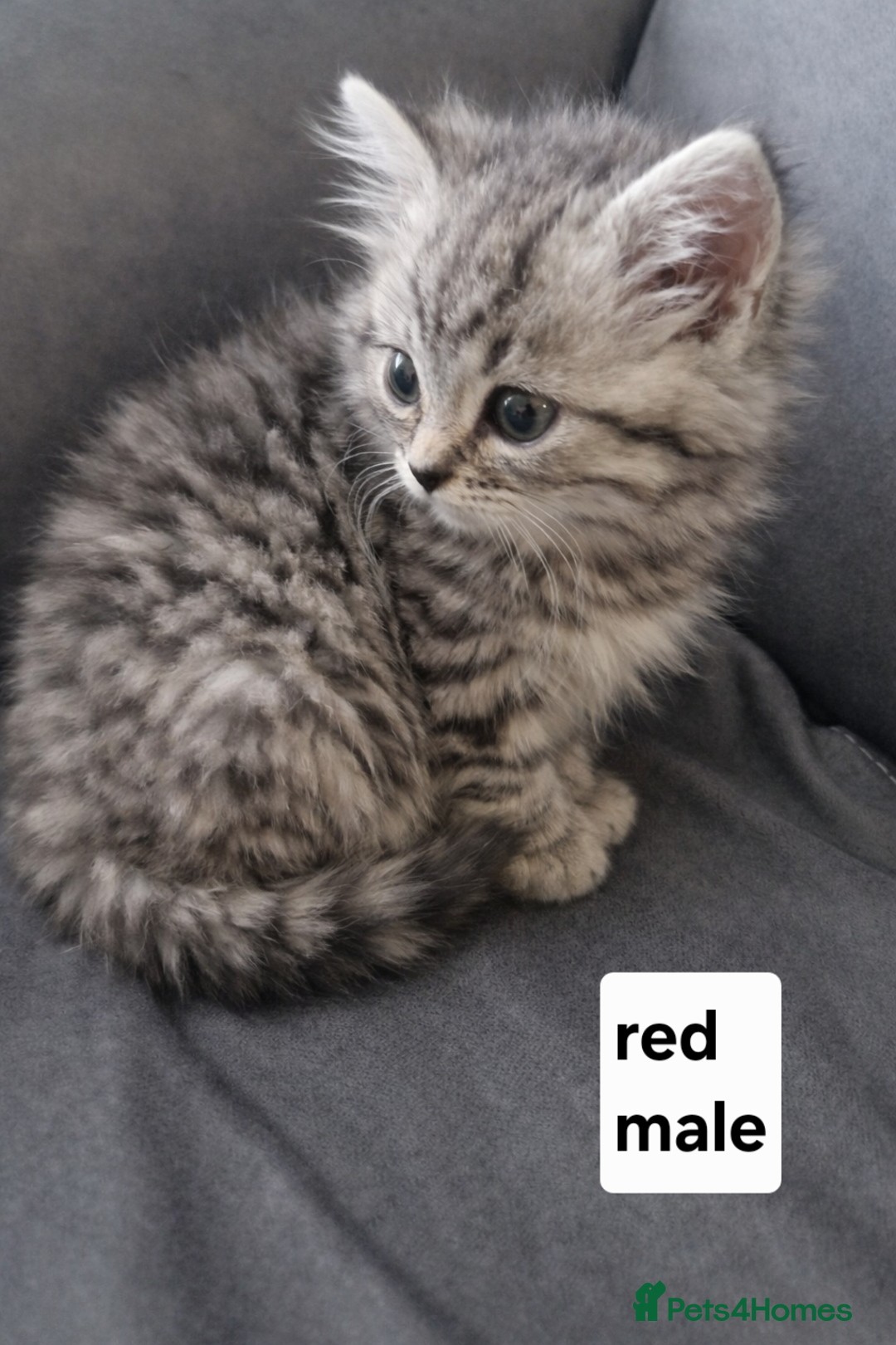 Persian cats for sale: Chinchilla Persian x tabby  - Advert 1