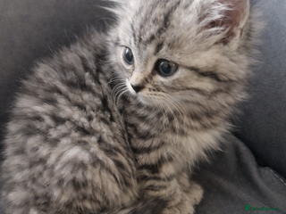 Persian cats Chinchilla Persian x tabby - Advert 1
