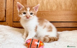 Mixed Breed cats for sale: Ginger Kittens from half Siamese mum - Image 7