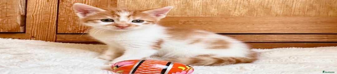 White&Ginger Kitten 5