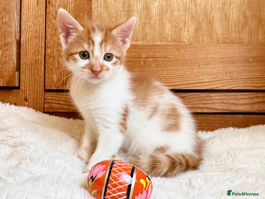 Mixed Breed cats for sale: Ginger Kittens from half Siamese mum - Image 7