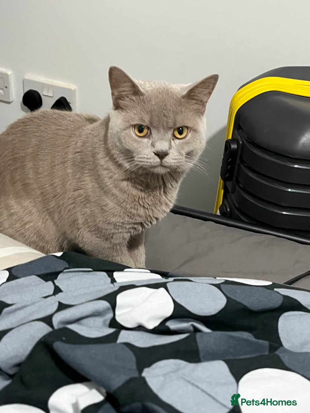 British Shorthair cats for sale: Cream British Shorthair for sale  - Advert 2