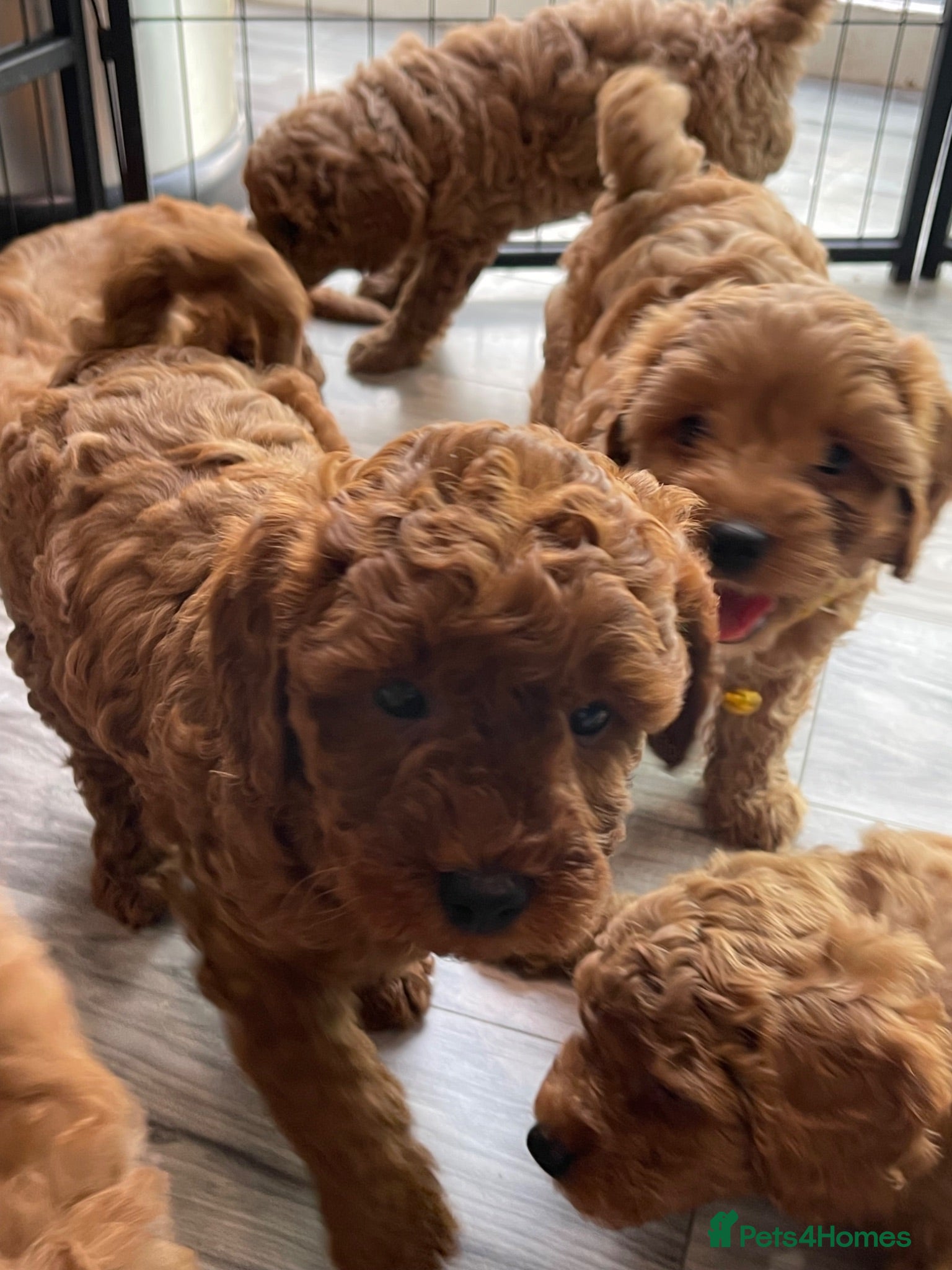 Cavapoo dogs ⭐️Top Quality Health Tested Toy Cavapoo Puppies⭐️ - Advert 5