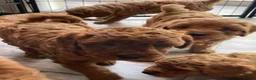Cavapoo dogs for sale: ⭐️Top Quality Health Tested Toy Cavapoo Puppies⭐️ - Advert 1