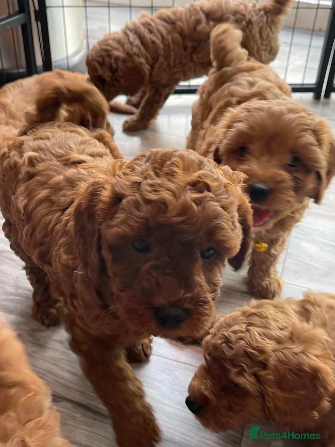 Cavapoo dogs for sale: ⭐️Top Quality Health Tested Toy Cavapoo Puppies⭐️ - Advert 1