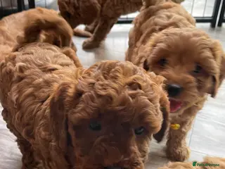 Cavapoo dogs ⭐️Top Quality Health Tested Toy Cavapoo Puppies⭐️ - Advert 6