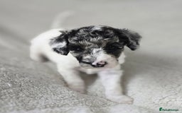 Miniature Poodle dogs for sale: SMALL SIZE MINIATURE PUPPIES RARE COLOUR DNA TEST - Image 12