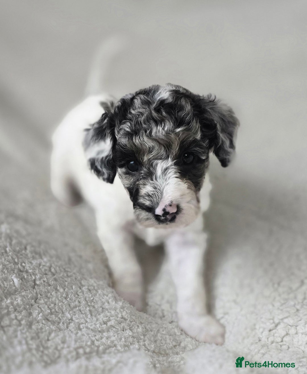 Miniature Poodle dogs for sale: SMALL SIZE MINIATURE PUPPIES RARE COLOUR DNA TEST - Image 12