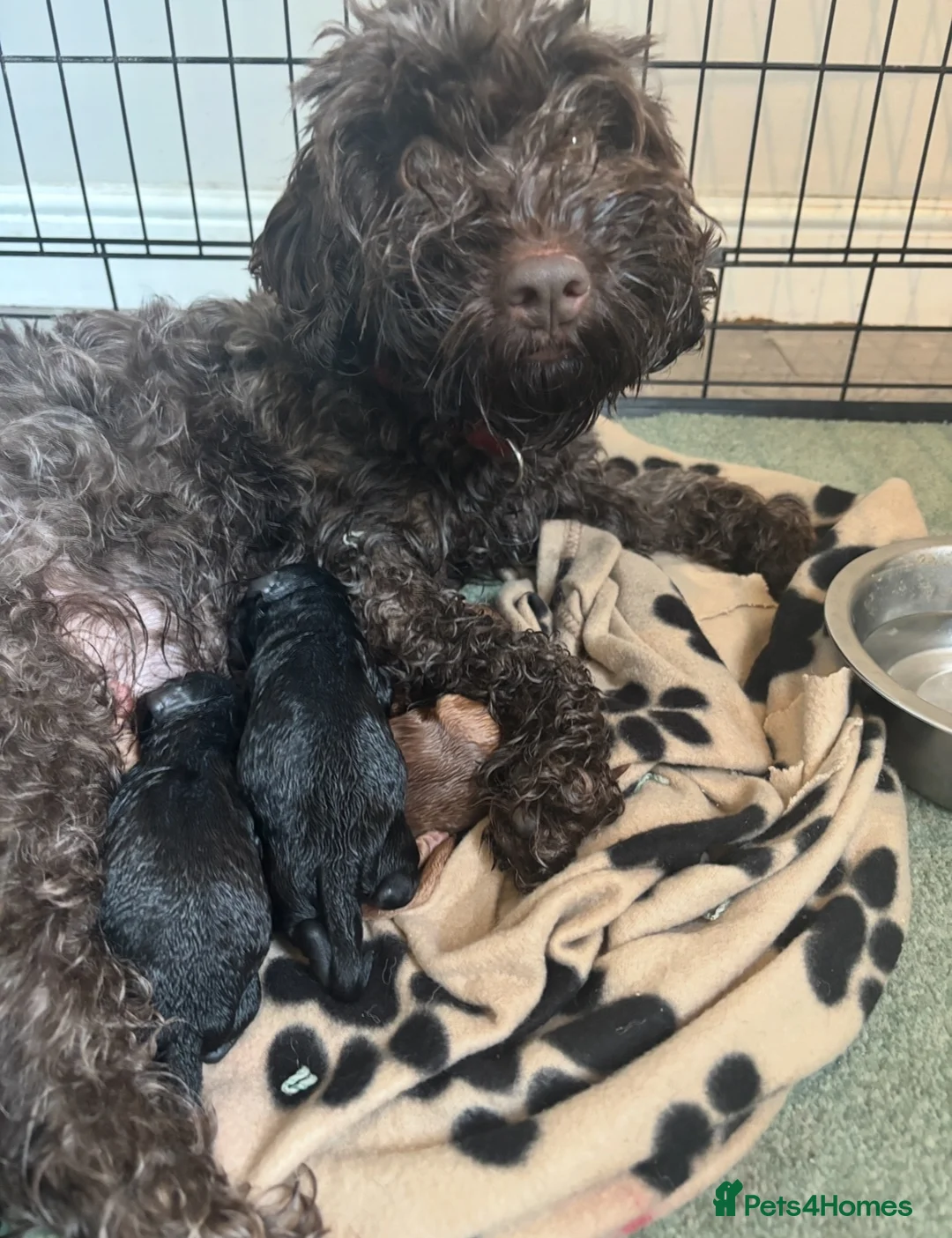 Cockapoo dogs for sale: Cockapoo puppies - Advert 7