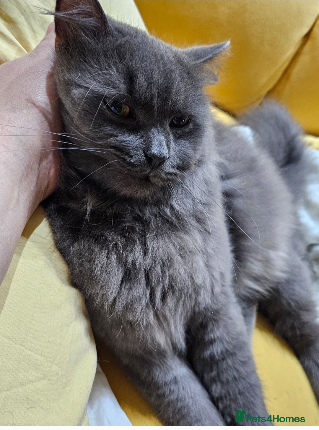 Mixed Breed cats for sale: Loving Cat Needs a New Home – URGENT 💕 - Advert 1