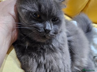 Mixed Breed cats Loving Cat Needs a New Home – URGENT 💕 - Advert 3