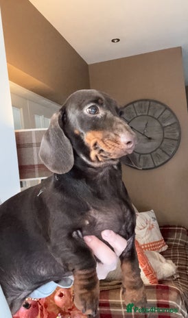 Miniature Dachshund dogs - Advert 3