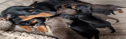 Miniature Dachshund dogs for sale: Quality KC/ PRA clear Miniature Dachshund puppies  - Advert 12