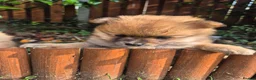 Pomeranian dogs for sale: Beautiful Pomeranian Puppy Available Now - Advert 12