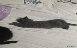 British Shorthair cats for sale: British short hair  - Image 3