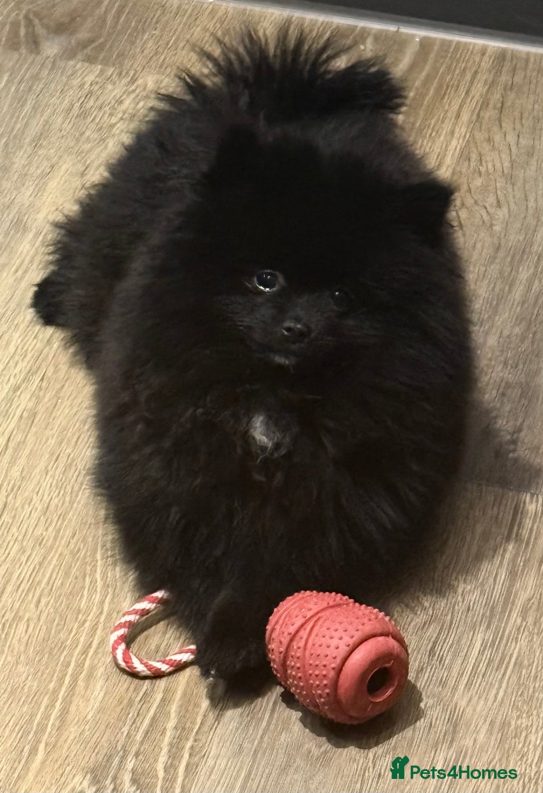 Pomeranian dogs for sale: Beautiful Pomeranians for sale  - Advert 4