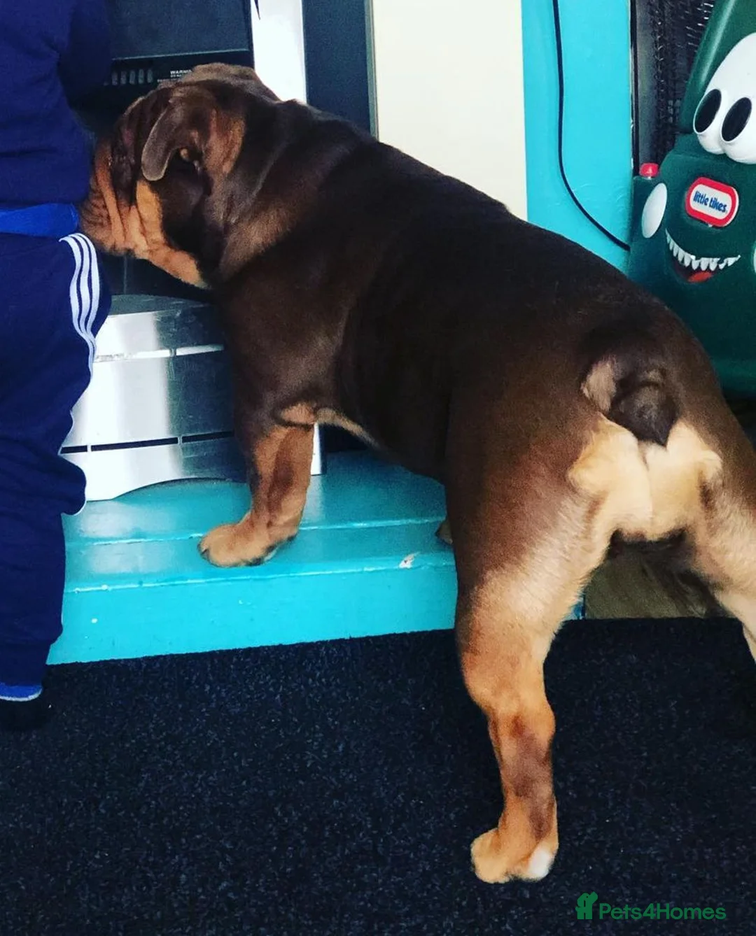 English Bulldog dogs for sale: breeding bitch great lines nearly ready in season  - Advert 7