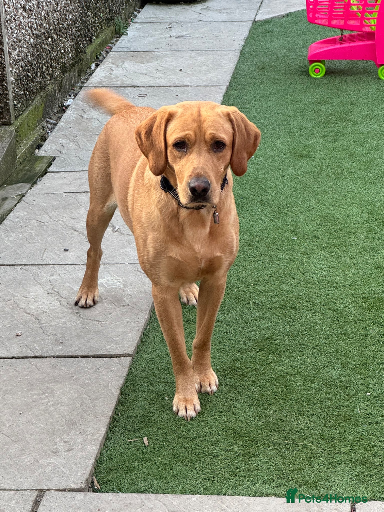 Labrador Retriever dogs for sale: Red Labrador male pup in Bradford - Advert 6
