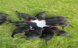 Mixed Breed dogs for sale: Shepard or puppies  - Image 5