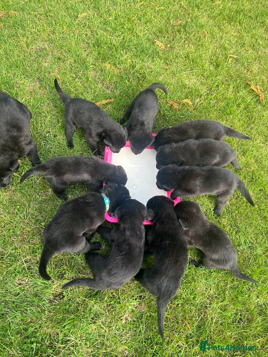 Mixed Breed dogs for sale: Shepard or puppies  - Image 5