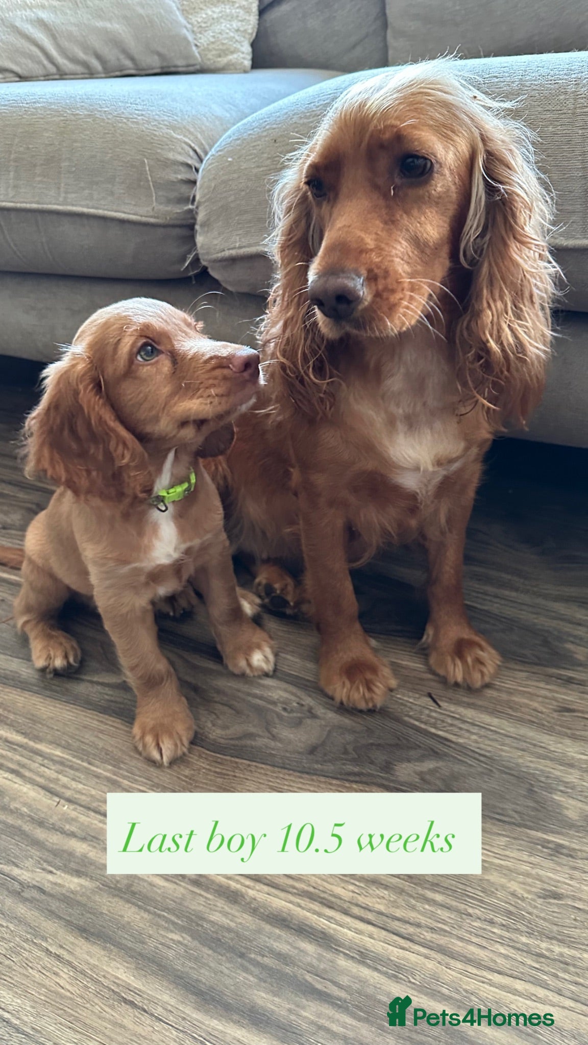 Cocker Spaniel dogs top class red cockers 1 boy left mr green - Advert 2