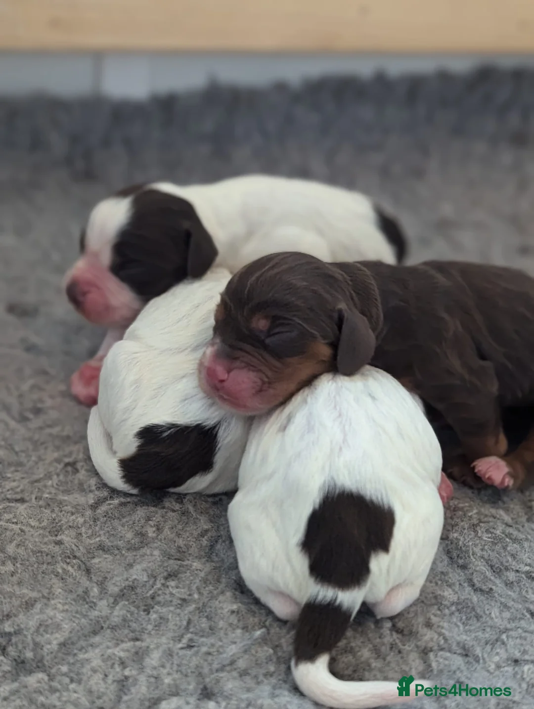 Cocker Spaniel dogs for stud: KC Pedigree Cocker Spaniel FULL DNA TESTS in Bristol - Advert 10